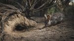 14 Foto Wildlife Photographer of the Year 2022, Satu Momen dari Indonesia