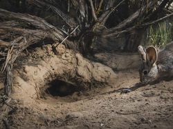 Karya Menakjubkan Peserta Kontes Foto Satwa Liar, Ada Lokasi di Indonesia