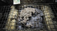 Jo-Anne McArthur dari Kanada menunjukkan cerpelai Amerika yang berjuang untuk mendapatkan ruang di kandang kecil di sebuah peternakan bulu Swedia.