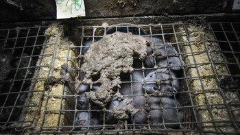 Jurnalis Jo-Anne McArthur mengambil gambar mengerikan dari American Mink yang berjuang untuk mendapatkan ruang di dalam kandang di sebuah peternakan bulu di Swedia; tanda di atas dalam bahasa Swedia menunjukkan bahwa dua cerpelai baru saja mati. Foto: Wildlife Photographer of the Year