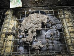 Karya Menakjubkan Peserta Kontes Foto Satwa Liar, Ada Lokasi di Indonesia