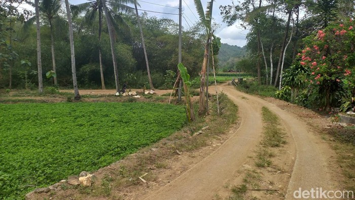 Kawasan Ringin Putih dan Bajul Putih di Desa Gedongrejo Kecamatan Giriwoyo Wonogiri.
