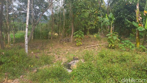 Kawasan Ringin Putih dan Bajul Putih di Desa Gedongrejo Kecamatan Giriwoyo Wonogiri.