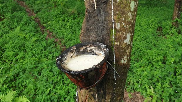 Getah yang dihasilkan pohon karet