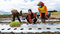 Ketua DPR RI Puan Maharani mampir ke Kecamatan Paranginan Utara, Kabupaten. Humbang Hasundutan. Di sana, Puan menanam cabai merah bersama para petani setempat.
