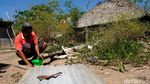 Melihat Pembuatan Sopi di Wini, Minuman Tradisional dari NTT