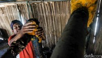 Kemudian, bahan baku ditaruh di dalam wadah selama sehari serta dicampur akar kayu dan lain-lain. Biasanya, Adrianus memakai akar sirih hutan untuk proses fermentasi.  