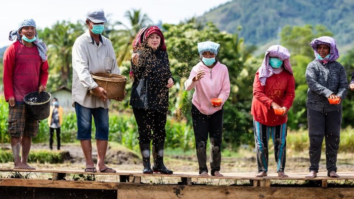 Momen Puan Tebar Benih Padi di Toba Sumut Ketua DPR RI Puan Maharani menabur benih padi bersama petani di Desa Baruara, Balige, Kabupaten Toba, Jumat (2/9/2022).