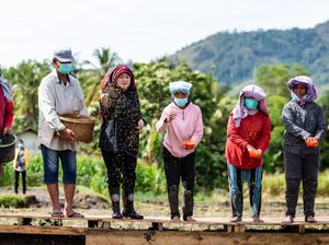 Momen Puan Tebar Benih Padi di Toba Sumut