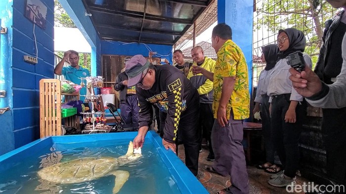 Penyu Hijau di Sukabumi