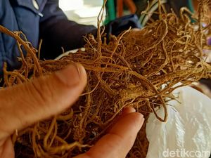Mengenal Purwaceng Tanaman Herbal Khas Dieng, Dipercaya Dongkrak Vitalitas Pria