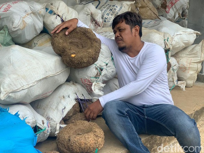 Salah satu petani Porang di Ponorogo yang mengeluhkan harga yang turun drastis