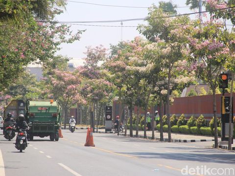 tabebuya di kediri