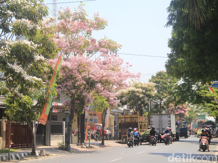 tabebuya di kediri