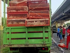 Jasa Marga Sebut Truk Muatan Ayam Kecelakaan di Tol gegara Sopir Ngantuk