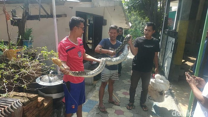 ular sanca di malang