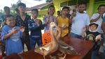 Ini Lho Olahraga Pacu Itik Khas Payakumbuh