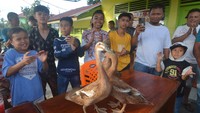 Tiga ekor itik yang berhasil menjuarai Pacu Itik terbang dengan jarak 1.600 meter disambut oleh anak-anak di Gelanggang Aua Kuniang, Kota Payakumbuh, Sumatera Barat.