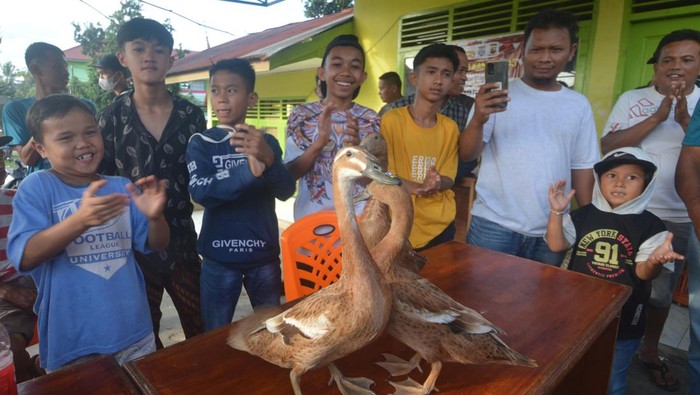 Ini Lho Olahraga Pacu Itik Khas Payakumbuh Peserta menerbangkan itik mereka saat digelarnya Pacu Itik di Gelanggang Aua Kuniang, Kota Payakumbuh, Sumatera Barat, Sabtu (3/9/2022). Persatuan Olahraga Pacu Itik (Porti) kembali menggelar olahraga khas Payakumbuh tersebut selama tiga bulan ke depan yang digelar bergantian di tujuh gelanggang. ANTARA FOTO/Iggoy el Fitra/wsj.