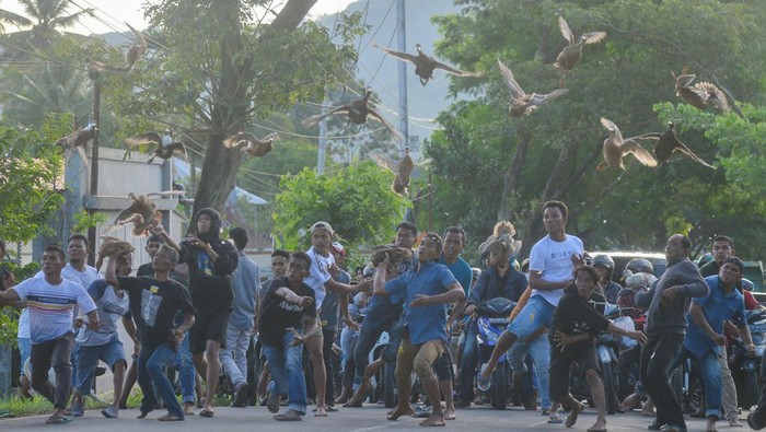 Peserta menerbangkan itik mereka saat digelarnya Pacu Itik di Gelanggang Aua Kuniang, Kota Payakumbuh, Sumatera Barat, Sabtu (3/9/2022). Persatuan Olahraga Pacu Itik (Porti) kembali menggelar olahraga khas Payakumbuh tersebut selama tiga bulan ke depan yang digelar bergantian di tujuh gelanggang. ANTARA FOTO/Iggoy el Fitra/wsj.