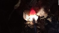Peneliti memonitor telur burung laut.