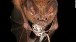 Foto Menakjubkan tapi Aneh di Alam, Lalat Zombi-Jamur Bercahaya di Kalimantan