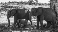Tempat berteduh kawanan gajah di bawah pohon baobab.