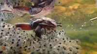 Seekor katak kayu menempel di atas kumpulan telur.