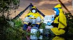 Foto Menakjubkan tapi Aneh di Alam, Lalat Zombi-Jamur Bercahaya di Kalimantan
