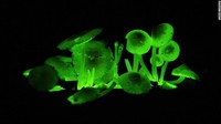 Jamur bercahaya, bioluminescent, di Borneo.