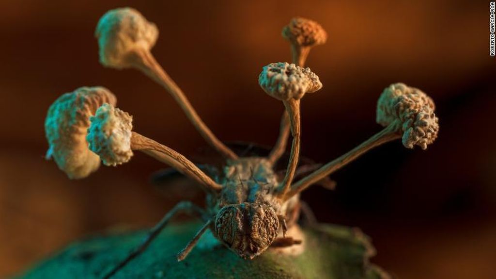 Foto Menakjubkan tapi Aneh di Alam, Lalat Zombi-Jamur Bercahaya di Kalimantan