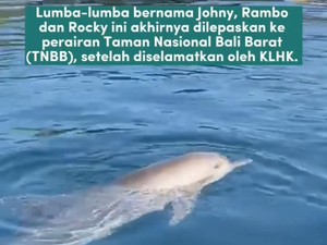 Pelepasliaran Lumba-lumba di Bali Disorot Media Asing: Sedih, tapi...