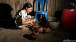 Manisnya Gula Lempeng Khas NTT di Wini, Begini Cara Buatnya