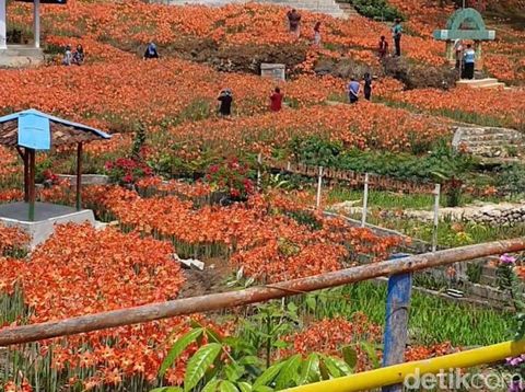 Pemandangan di kebun bunga amarilis milik Sukadi di Pedukuhan Ngasemayu, Kalurahan Salam, Kapanewon Patuk, Kabupaten Gunungkidul, Minggu (4/9/2022).