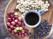 3 Fakta Kopi Todolo, Biji Kopi Tertua Warisan Leluhur Toraja