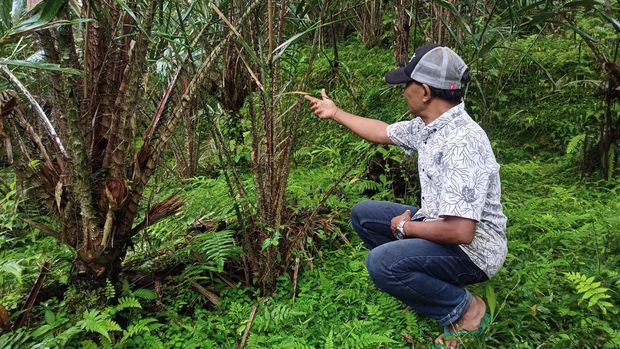 Petani salak asal Desa Sibetan, Kecamatan Bebandem, Karangasem, I Nyoman Mastra menunjukan pohon salak getih di kebunnya.