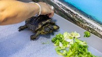 Kura-kura berkepala dua ini masuk dalam jenis Diamondback terrapin, yang merupakan hewan yang cukup langka.