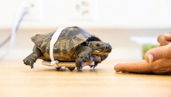 Janus, a two-headed Greek tortoise named after the Roman god with two heads is seen one day ahead of his 25th birthday at the Natural History Museum in Geneva, Switzerland September 2, 2022. REUTERS/Pierre Albouy  REFILE - CORRECTING SPECIES AND GENDER