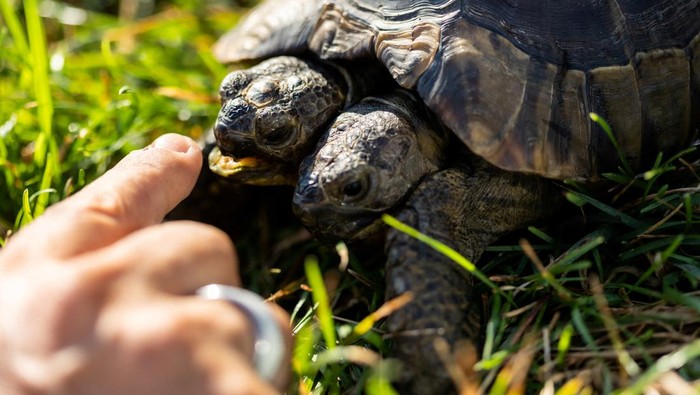 Potret Janus, Kura-kura Berkepala Dua Rayakan Ulang Tahun ke-25 Janus, a two-headed Greek tortoise named after the Roman god with two heads is seen one day ahead of his 25th birthday at the Natural History Museum in Geneva, Switzerland September 2, 2022. REUTERS/Pierre Albouy REFILE - CORRECTING SPECIES AND GENDER