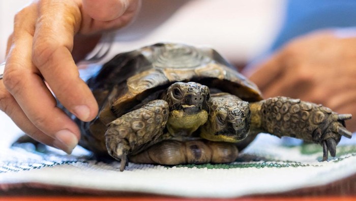 Potret Janus, Kura-kura Berkepala Dua Rayakan Ulang Tahun ke-25 Janus, a two-headed Greek tortoise named after the Roman god with two heads is seen one day ahead of his 25th birthday at the Natural History Museum in Geneva, Switzerland September 2, 2022. REUTERS/Pierre Albouy REFILE - CORRECTING SPECIES AND GENDER