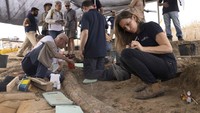 Kini,para arkeolog Israel sedang mempelajari dan meneliti gading tersebut, apakah terlepas dari tengkorak atau sisa-sisa gajah buruan yang dikumpulkan oleh penduduk prasejarah setempat.
