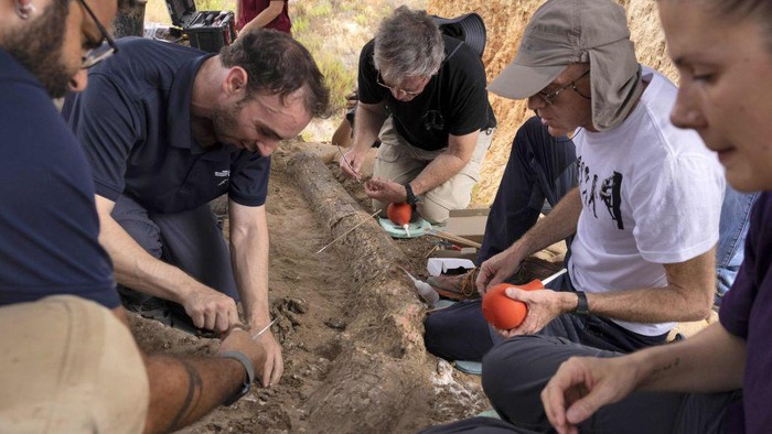 Potret Penemuan Gading Gajah Raksasa Berusia 500 Ribu Tahun di Israel Avi Levy, an archaeologist from Israel Antiquities Authority, works at the site where a 2.5-meter-long tusk from an ancient straight-tusked elephant (Palaeoloxodon antiquus) was discovered, near Kibbutz Revadim in southern Israel on August 31 2022. - Dr. Eitan Mor, a biologist from Jerusalem, was the first to discover the fossil. He visited the area out of curiosity after reading about prehistoric elephants. Mor says, To my surprise, I spotted something that looked like a large animal bone peeping out of the ground. When I looked closer, I realised that it was the real thing, so I rushed to report it to the Israel Antiquities Authority