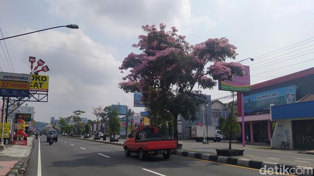 Bunga tabebuya yang mulai bermekaran di kawasan Mertoyudan, Kabupaten Magelang, Senin (5/9/2022).