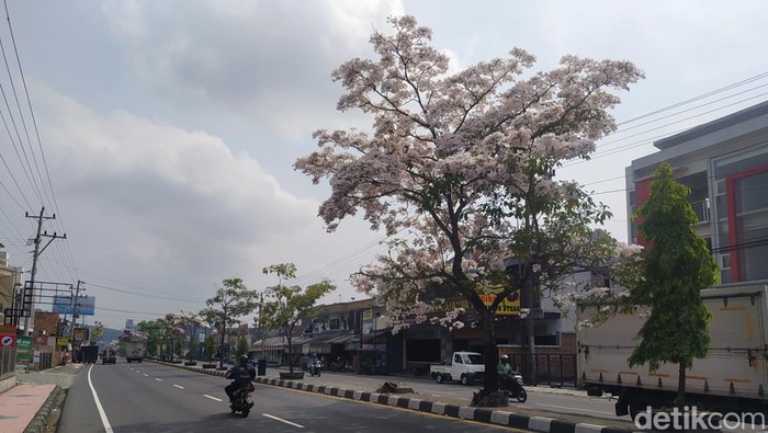 Bunga tabebuya yang mulai bermekaran di kawasan Mertoyudan, Kabupaten Magelang, Senin (5/9/2022).