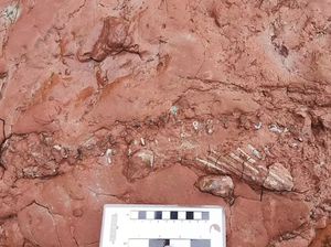 Fosil Hewan Misterius yang Hidup Sebelum Dinosaurus Ditemukan
