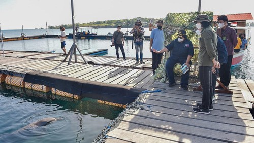 Kementerian Lingkungan Hidup dan Kehutanan (KLHK) melepasliarkan 3 ekor lumba-lumba hidung botol di Gilimanuk, Bali (3/9/2022).