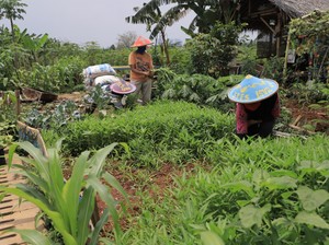 Pemkot Tangerang Dorong Kemandirian Masyarakat Lewat Urban Farming