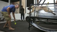 Mengikuti langkah-langkah keamanan yang ditetapkan, anjing ini mengenakan baju khusus yang dikaitkan ke sistem pegas dan kemudian berlari di treadmill mekanis sesuai kecepatan mereka sendiri selama 15 menit. Pada setiap kunjungan, durasi olah raga anjing ditingkatkan secara bertahap untuk memastikan otot-otot mereka dapat beradaptasi dengan baik saat menggunakan mesin itu untuk waktu yang lebih lama.