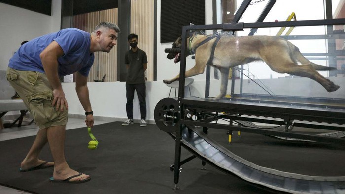 Dogs run on a treadmill at the 'Posh Pets' boutique and spa in Abu Dhabi on August 16, 2022. - As the Gulf's increasingly fierce temperatures becomes dangerous to health amid fears over the pace of climate change, those who can afford not to work outside in the blazing sun stay inside in air-conditioning. And for owners of pampered pets able to splash the cash, an air-conditioned gym for dogs has become an attractive option. (Photo by Karim SAHIB / AFP) (Photo by KARIM SAHIB/AFP via Getty Images)