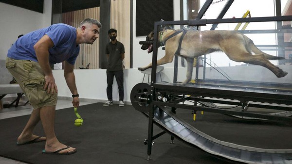 Mengikuti langkah-langkah keamanan yang ditetapkan, anjing ini mengenakan baju khusus yang dikaitkan ke sistem pegas dan kemudian berlari di treadmill mekanis sesuai kecepatan mereka sendiri selama 15 menit. Pada setiap kunjungan, durasi olah raga anjing ditingkatkan secara bertahap untuk memastikan otot-otot mereka dapat beradaptasi dengan baik saat menggunakan mesin itu untuk waktu yang lebih lama. Mengikuti langkah-langkah keamanan yang ditetapkan, anjing ini mengenakan baju khusus yang dikaitkan ke sistem pegas dan kemudian berlari di treadmill mekanis sesuai kecepatan mereka sendiri selama 15 menit. Pada setiap kunjungan, durasi olah raga anjing ditingkatkan secara bertahap untuk memastikan otot-otot mereka dapat beradaptasi dengan baik saat menggunakan mesin itu untuk waktu yang lebih lama.